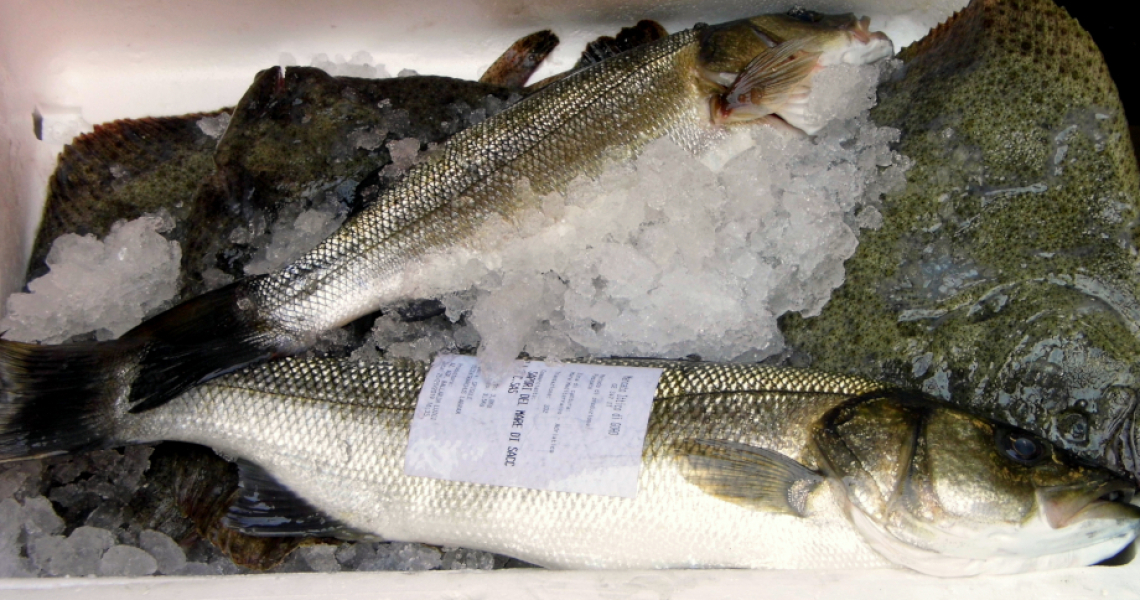 branzino di Goro in ghiaccio